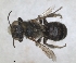  ( - RMNH.INS.1152691)  @11 [ ] by-nc-sa (2024) Unspecified Naturalis Biodiversity Centre