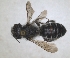  (Hoplitis limassolica - RMNH.INS.1152692)  @11 [ ] by-nc-sa (2024) Unspecified Naturalis Biodiversity Centre