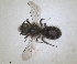  ( - RMNH.INS.1152693)  @11 [ ] by-nc-sa (2024) Unspecified Naturalis Biodiversity Centre