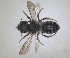  ( - RMNH.INS.1152694)  @11 [ ] by-nc-sa (2024) Unspecified Naturalis Biodiversity Centre