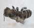  ( - RMNH.INS.1152695)  @11 [ ] by-nc-sa (2024) Unspecified Naturalis Biodiversity Centre