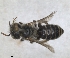  (Hoplitis lysholmi - RMNH.INS.1152696)  @11 [ ] by-nc-sa (2024) Unspecified Naturalis Biodiversity Centre