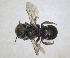  ( - RMNH.INS.1152697)  @11 [ ] by-nc-sa (2024) Unspecified Naturalis Biodiversity Centre