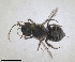  ( - RMNH.INS.1152698)  @11 [ ] by-nc-sa (2024) Unspecified Naturalis Biodiversity Centre