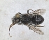  (Hoplitis marchali - RMNH.INS.1152699)  @11 [ ] by-nc-sa (2024) Unspecified Naturalis Biodiversity Centre
