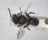  ( - RMNH.INS.1152700)  @11 [ ] by-nc-sa (2024) Unspecified Naturalis Biodiversity Centre