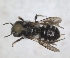  ( - RMNH.INS.1152701)  @11 [ ] by-nc-sa (2024) Unspecified Naturalis Biodiversity Centre
