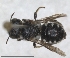  (Hoplitis mollis - RMNH.INS.1152702)  @11 [ ] by-nc-sa (2024) Unspecified Naturalis Biodiversity Centre