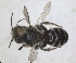  ( - RMNH.INS.1152703)  @11 [ ] by-nc-sa (2024) Unspecified Naturalis Biodiversity Centre