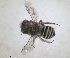  ( - RMNH.INS.1152704)  @11 [ ] by-nc-sa (2024) Unspecified Naturalis Biodiversity Centre