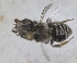  ( - RMNH.INS.1152705)  @11 [ ] by-nc-sa (2024) Unspecified Naturalis Biodiversity Centre