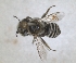  (Hoplitis moricei - RMNH.INS.1152706)  @11 [ ] by-nc-sa (2024) Unspecified Naturalis Biodiversity Centre