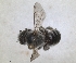  (Hoplitis pallicornis - RMNH.INS.1152707)  @11 [ ] by-nc-sa (2024) Unspecified Naturalis Biodiversity Centre