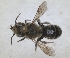  ( - RMNH.INS.1152708)  @11 [ ] by-nc-sa (2024) Unspecified Naturalis Biodiversity Centre