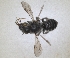  ( - RMNH.INS.1152709)  @11 [ ] by-nc-sa (2024) Unspecified Naturalis Biodiversity Centre