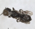  ( - RMNH.INS.1152710)  @11 [ ] by-nc-sa (2024) Unspecified Naturalis Biodiversity Centre