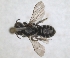 ( - RMNH.INS.1152711)  @11 [ ] by-nc-sa (2024) Unspecified Naturalis Biodiversity Centre