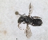  (Hoplitis parnesica - RMNH.INS.1152712)  @11 [ ] by-nc-sa (2024) Unspecified Naturalis Biodiversity Centre