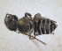  (Hoplitis pomarina - RMNH.INS.1152716)  @11 [ ] by-nc-sa (2024) Unspecified Naturalis Biodiversity Centre