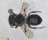  ( - RMNH.INS.1152717)  @11 [ ] by-nc-sa (2024) Unspecified Naturalis Biodiversity Centre