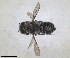  ( - RMNH.INS.1152718)  @11 [ ] by-nc-sa (2024) Unspecified Naturalis Biodiversity Centre