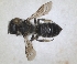  ( - RMNH.INS.1152719)  @11 [ ] by-nc-sa (2024) Unspecified Naturalis Biodiversity Centre