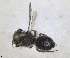  ( - RMNH.INS.1152720)  @11 [ ] by-nc-sa (2024) Unspecified Naturalis Biodiversity Centre
