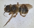  (Hoplitis princeps - RMNH.INS.1152721)  @11 [ ] by-nc-sa (2024) Unspecified Naturalis Biodiversity Centre