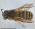  ( - RMNH.INS.1152723)  @11 [ ] by-nc-sa (2024) Unspecified Naturalis Biodiversity Centre