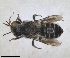  ( - RMNH.INS.1152725)  @11 [ ] by-nc-sa (2024) Unspecified Naturalis Biodiversity Centre