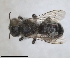  ( - RMNH.INS.1152726)  @11 [ ] by-nc-sa (2024) Unspecified Naturalis Biodiversity Centre