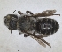  (Hoplitis submanicata - RMNH.INS.1152727)  @11 [ ] by-nc-sa (2024) Unspecified Naturalis Biodiversity Centre