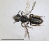  ( - RMNH.INS.1265847)  @11 [ ] by-nc-sa (2024) Unspecified Naturalis Biodiversity Centre