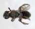  ( - RMNH.INS.1265848)  @11 [ ] by-nc-sa (2024) Unspecified Naturalis Biodiversity Centre