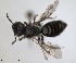  ( - RMNH.INS.1265849)  @11 [ ] by-nc-sa (2024) Unspecified Naturalis Biodiversity Centre