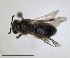  ( - RMNH.INS.1265862)  @11 [ ] by-nc-sa (2024) Unspecified Naturalis Biodiversity Centre