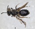  ( - RMNH.INS.1265863)  @11 [ ] by-nc-sa (2024) Unspecified Naturalis Biodiversity Centre