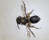  ( - RMNH.INS.1265864)  @11 [ ] by-nc-sa (2024) Unspecified Naturalis Biodiversity Centre