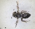  ( - RMNH.INS.1265879)  @11 [ ] by-nc-sa (2024) Unspecified Naturalis Biodiversity Centre