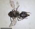  ( - RMNH.INS.1265884)  @11 [ ] by-nc-sa (2024) Unspecified Naturalis Biodiversity Centre