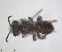  ( - RMNH.INS.1265914)  @11 [ ] by-nc-sa (2024) Unspecified Naturalis Biodiversity Centre