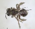  ( - RMNH.INS.1265918)  @11 [ ] by-nc-sa (2024) Unspecified Naturalis Biodiversity Centre