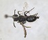 ( - RMNH.INS.1265922)  @11 [ ] by-nc-sa (2024) Unspecified Naturalis Biodiversity Centre