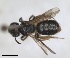 ( - RMNH.INS.1265923)  @11 [ ] by-nc-sa (2024) Unspecified Naturalis Biodiversity Centre