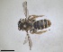  ( - RMNH.INS.1265974)  @11 [ ] by-nc-sa (2024) Unspecified Naturalis Biodiversity Centre
