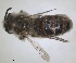  ( - RMNH.INS.1265975)  @11 [ ] by-nc-sa (2024) Unspecified Naturalis Biodiversity Centre