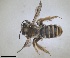 ( - RMNH.INS.1265980)  @11 [ ] by-nc-sa (2024) Unspecified Naturalis Biodiversity Centre