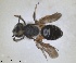  ( - RMNH.INS.1265983)  @11 [ ] by-nc-sa (2024) Unspecified Naturalis Biodiversity Centre