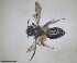  ( - RMNH.INS.1265986)  @11 [ ] by-nc-sa (2024) Unspecified Naturalis Biodiversity Centre