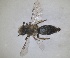  ( - RMNH.INS.1266059)  @11 [ ] by-nc-sa (2024) Unspecified Naturalis Biodiversity Centre